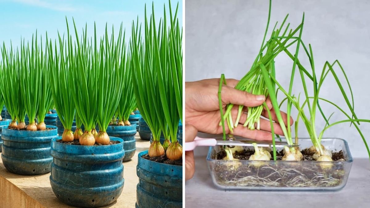 Grow Green Onions for Free: How to Regrow Fresh, Crisp Onions in a Bottle at Home