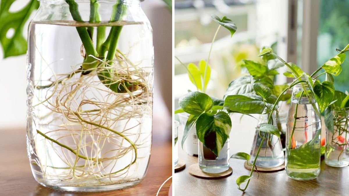 Why Your Plant Cuttings Keep Dying (And How to Fix It for Real!)