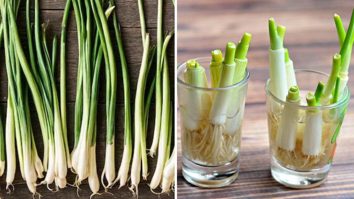 Regrow Green Onions and Garlic at Home: Fresh, Organic, and Free Year-Round!
