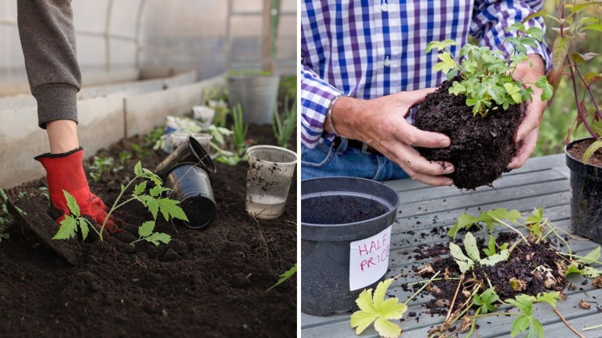 Amazing Gardening Ideas That Save You Time, Money, and Effort!