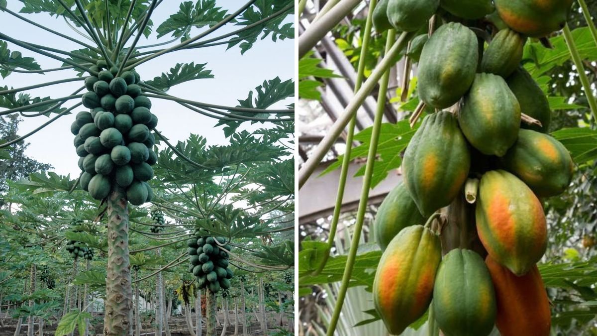 Boost Your Papaya Growth with This Simple Technique: The Secret to Faster, Healthier & More Productive Papaya Plants