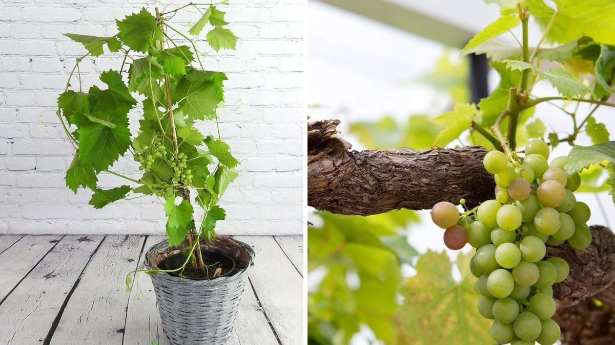 Grow Grapes from Seeds for Delicious Harvests: A Step-by-Step Guide to Successful Grape Cultivation at Home