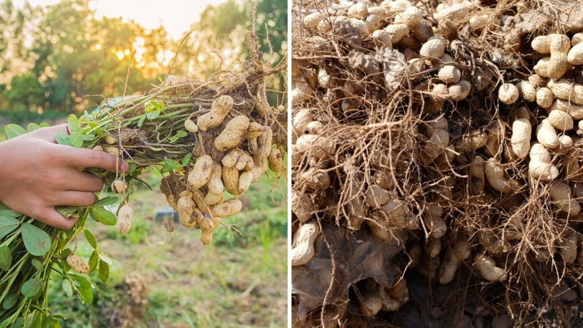 How to Grow Peanuts in Containers: Tips and Complete Guide for a Successful Harvest