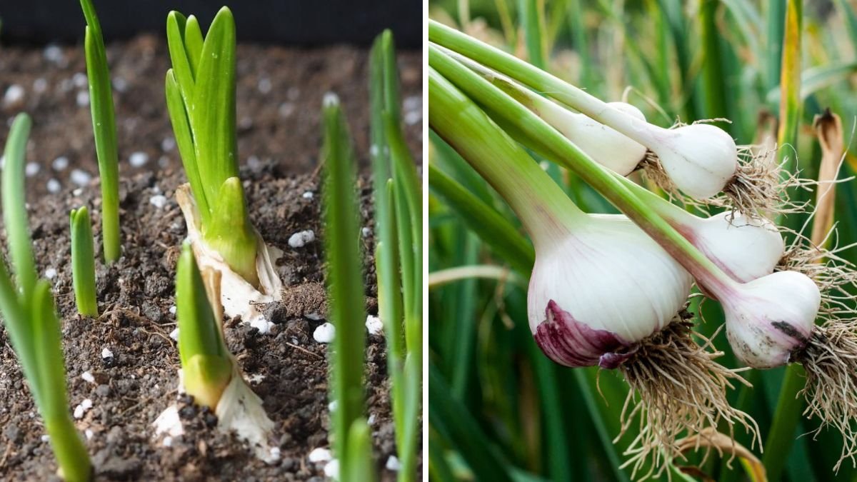 How to Grow Green Garlic for a Superfood: Complete Step-by-Step Guide