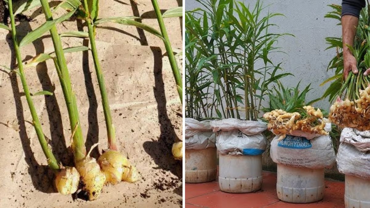 Grow Ginger at Home the Easy Way: A Complete Beginner’s Guide to Endless Harvests