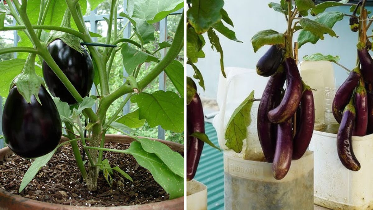 Unlock Bigger Harvests: The Ultimate Guide to Growing More Eggplants at Home