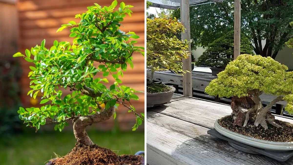 Easy Bonsai Grafting Techniques: Grow Your Own Stunning Miniature Trees at Home