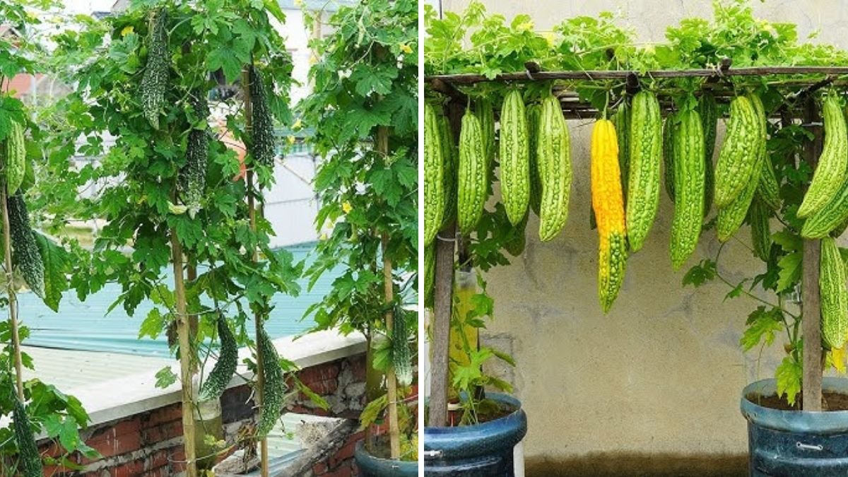 Grow Bitter Gourd at Home in Just 35 Days: A Complete Beginner-Friendly Guide for Fast Harvests