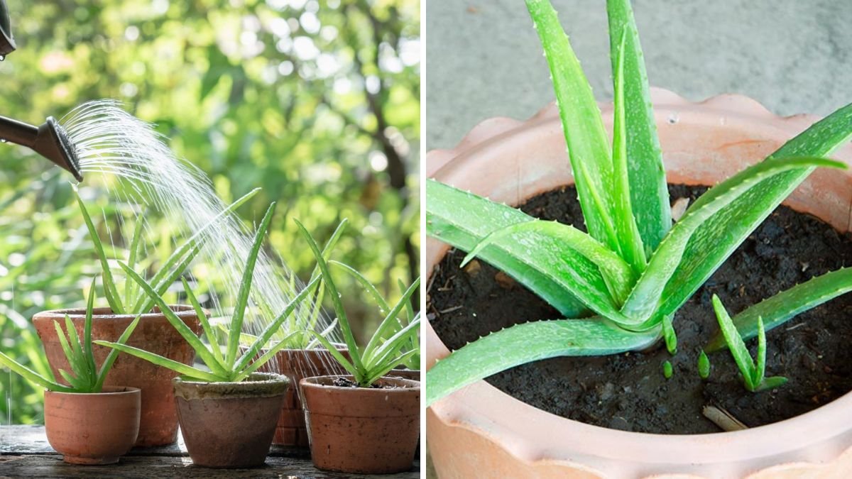 Aloe Vera Care Made Easy: The Complete Beginner’s Guide to Growing a Healthy, Thriving Plant at Home