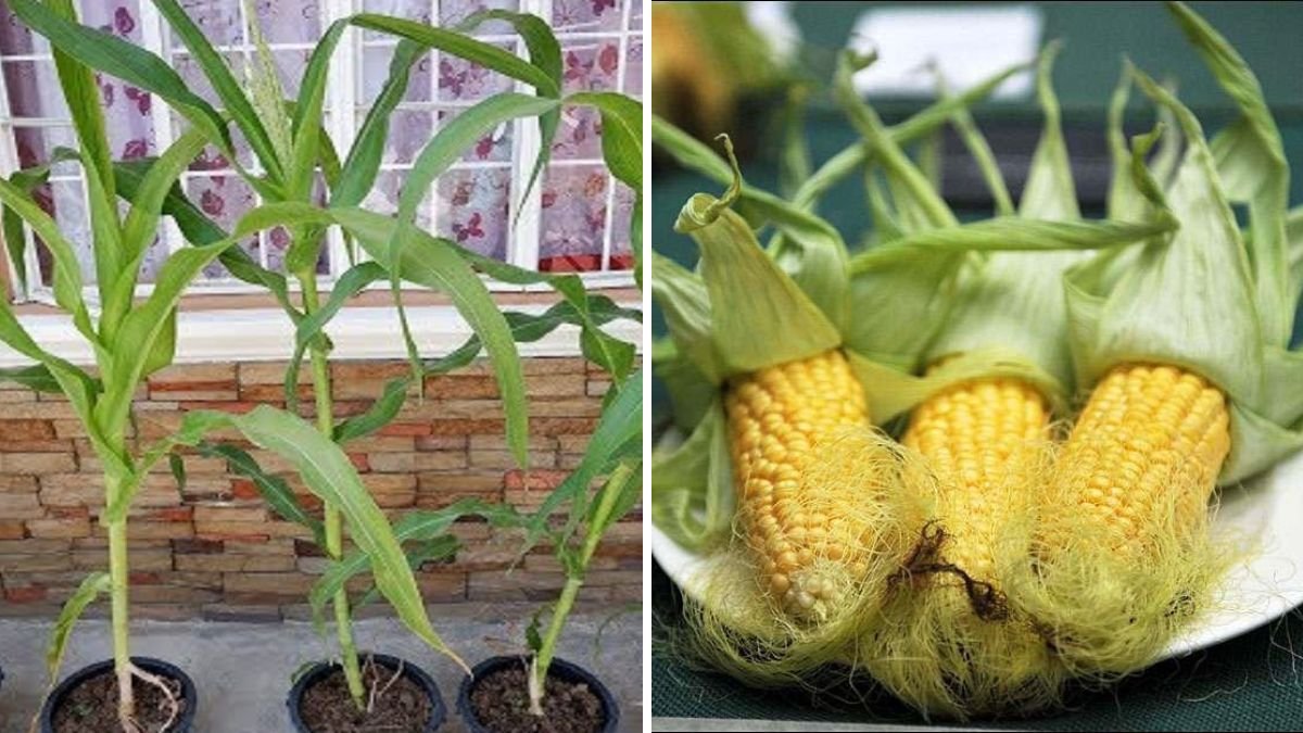 Harvest More: The Complete Guide to Growing Corn from a Cob Easily at Home