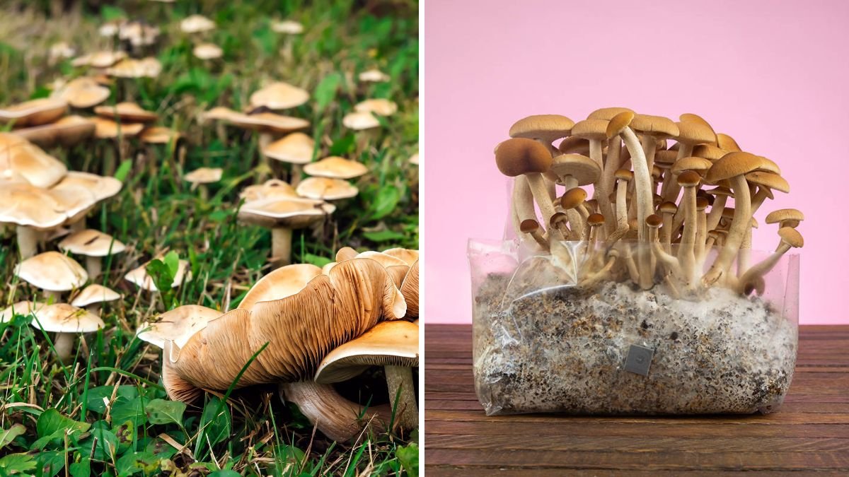 From Kitchen to Harvest: The Complete Guide to Growing Mushrooms at Home Easily