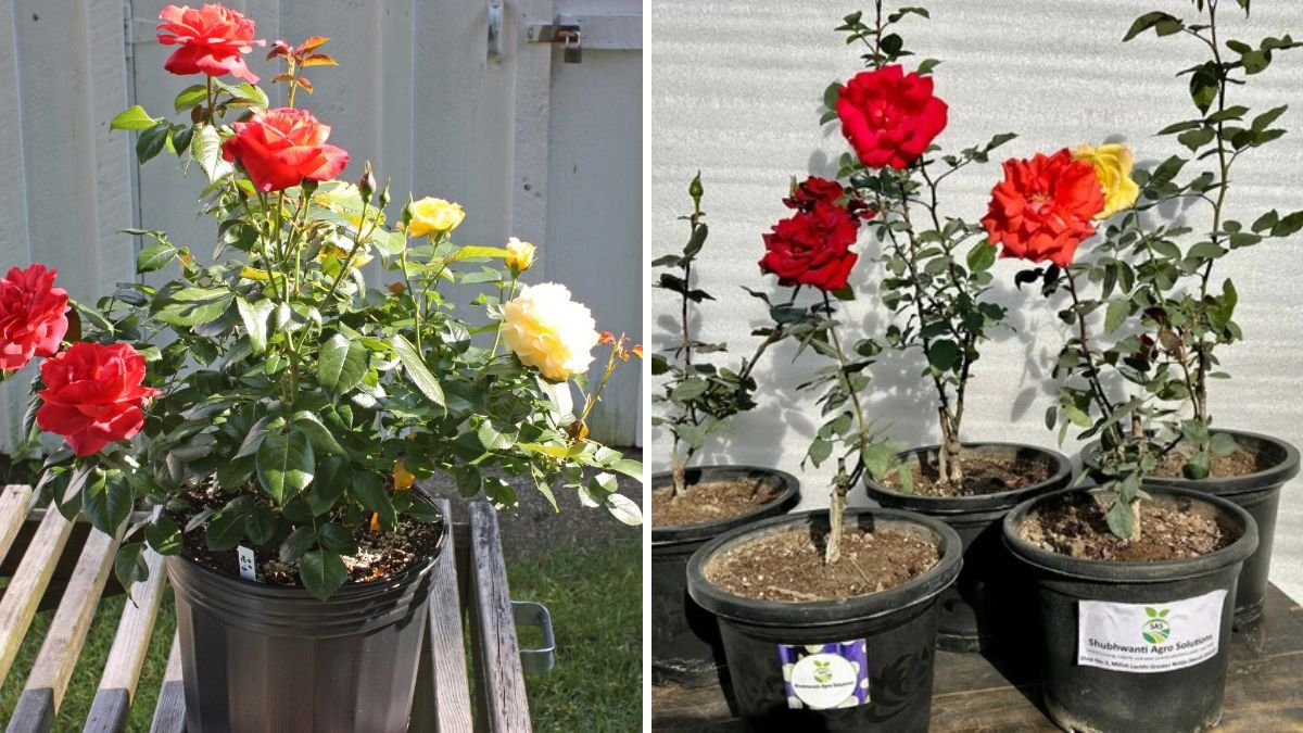 Master the Art of Rose Grafting: A Complete 1200-Word Guide to the T-Budding Technique