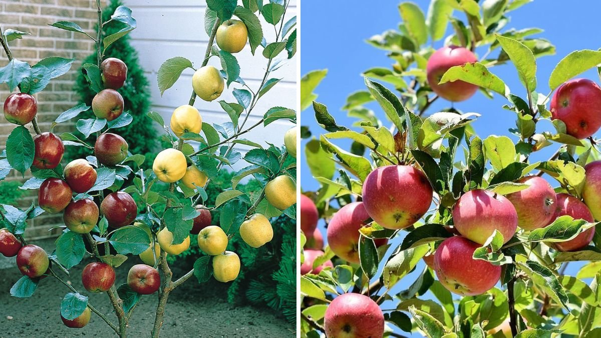 Master Apple Tree Grafting: Proven Techniques to Grow Strong, Fruitful Trees