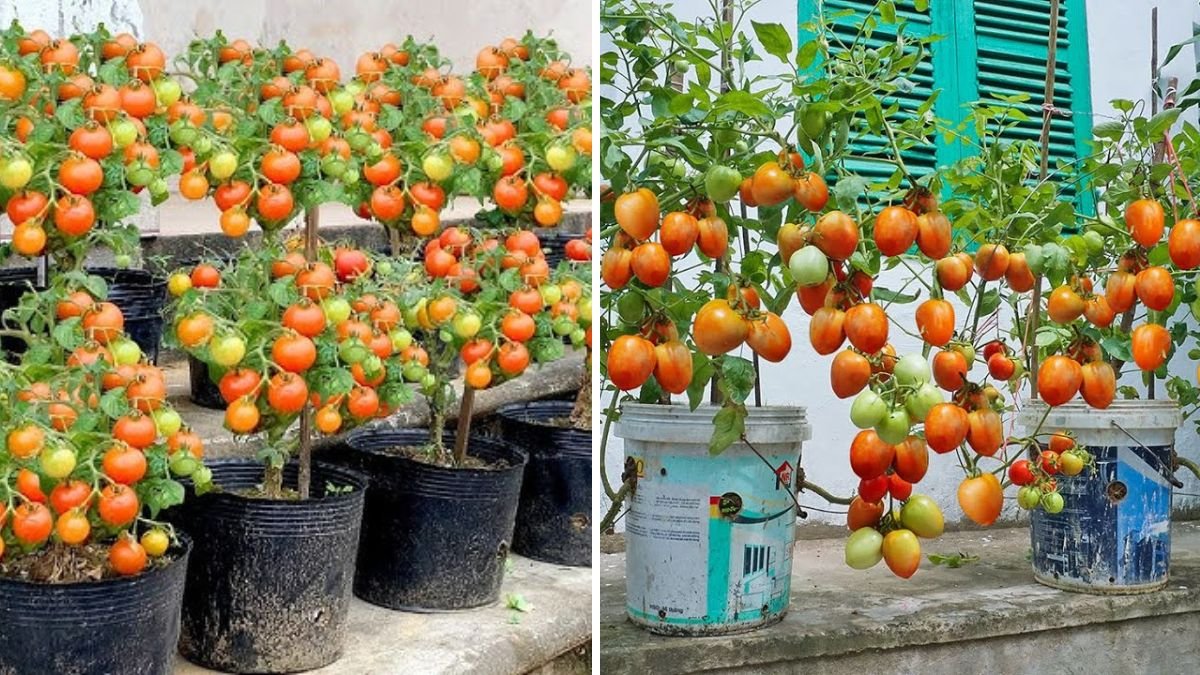 Why Your Tomato Plants Stopped Fruiting – And How to Fix It for a Bumper Harvest