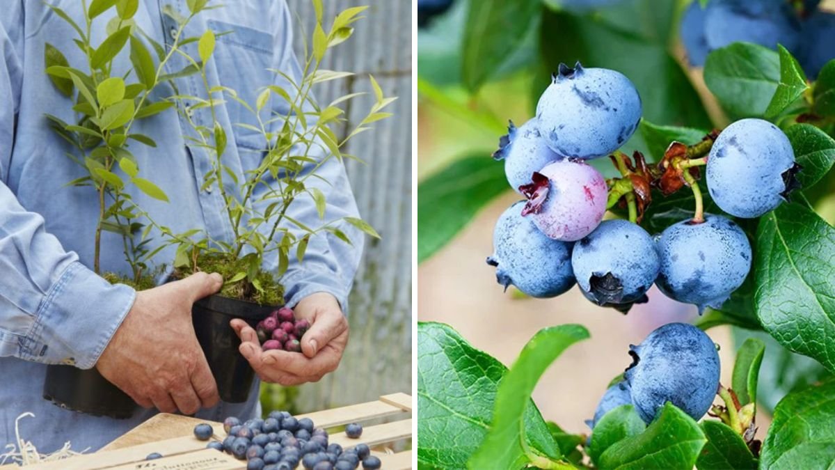 How to Grow Blueberries at Home: A Complete Guide for Juicy, Homegrown Berries