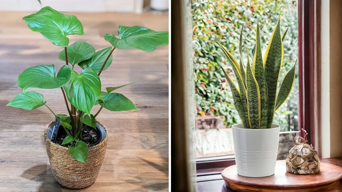 Breathe Easy: The Best Indoor Plants That Purify Your Air and Elevate Your Home