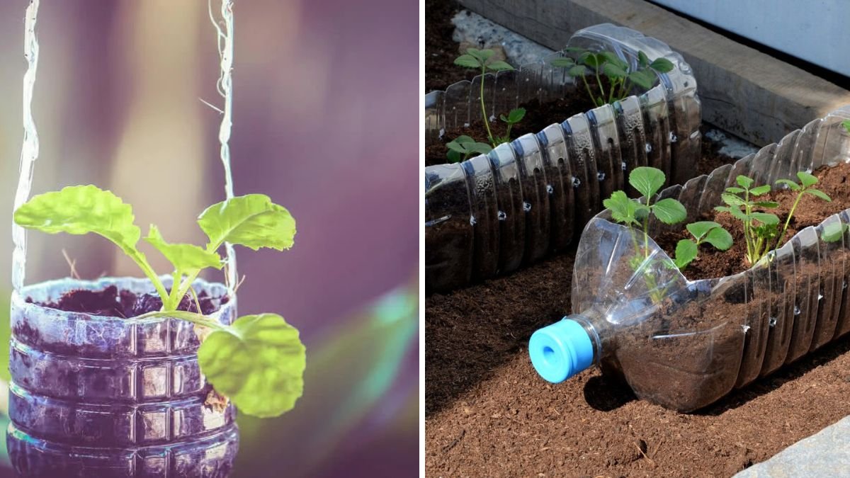Creative Indoor Gardening: How to Grow Indoor Plants Using Plastic Bottle Cuttings