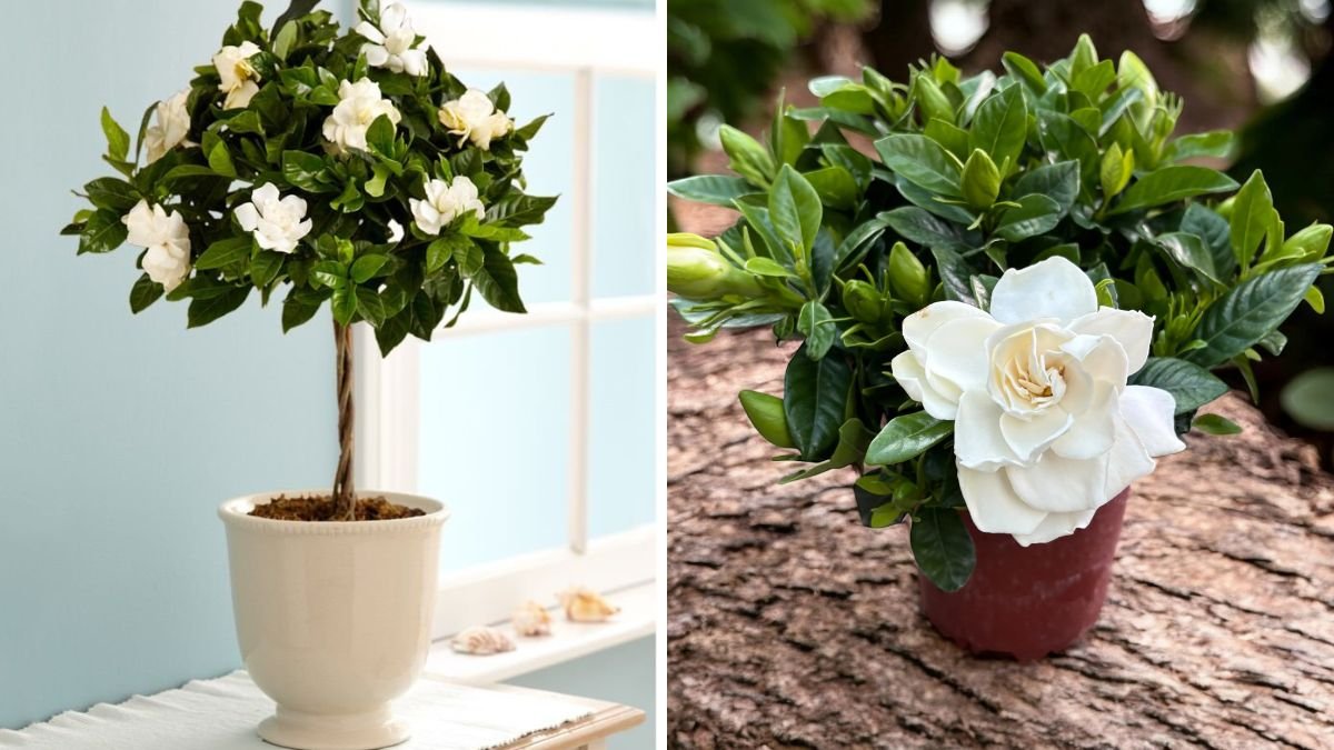 Cape Jasmine: A Guide to Growing Many Flowers and Creating a Blooming Paradise at Home