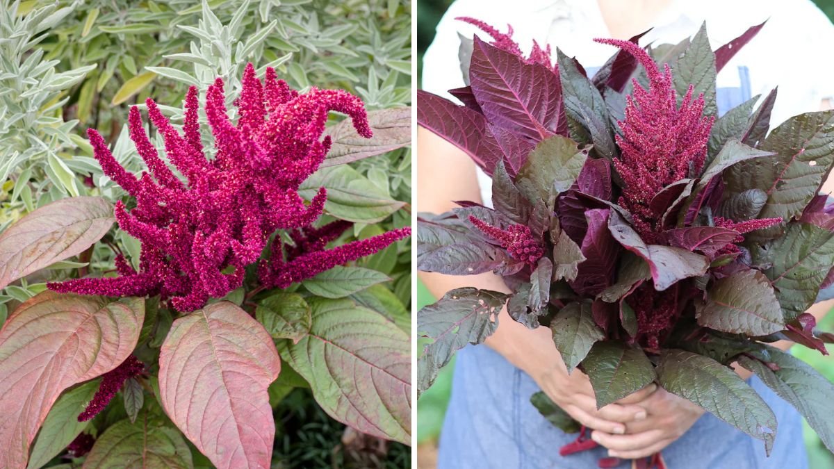 Gardening Ideas and Rice Gruel Tips: Simple Shorts for Home Gardening and Healthy Living