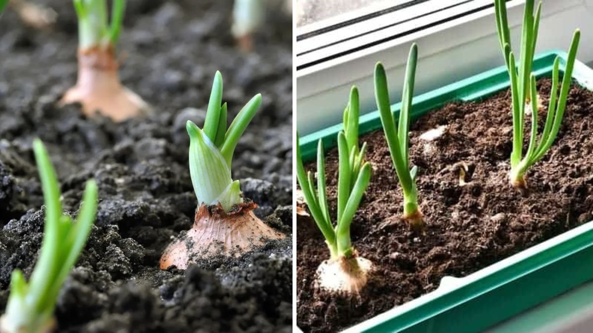 Organic Onion Cultivation at Home: A Complete Guide to Growing Fresh, Chemical-Free Bulbs
