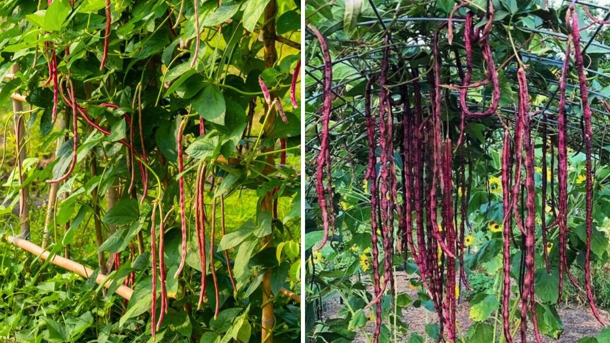 Turn Trash Into Treasure: 15 Genius Plastic Glass Garden Ideas You’ll Love!