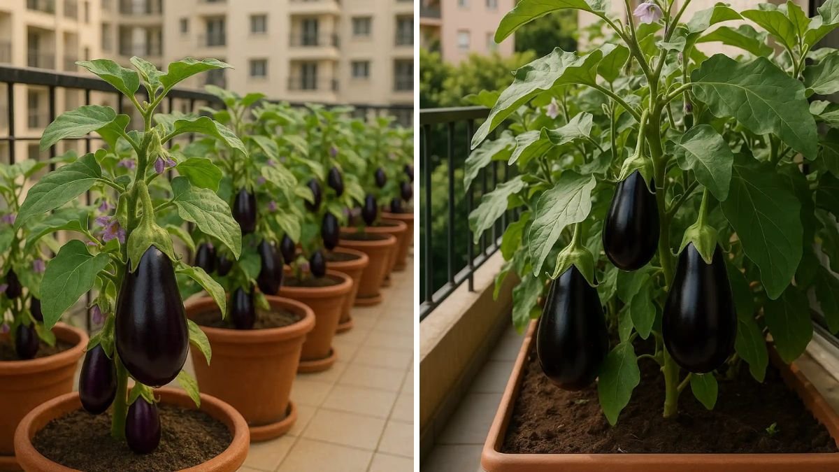 Grow Delicious Brinjals at Home: Step-by-Step Guide to Home Vegetable Gardening