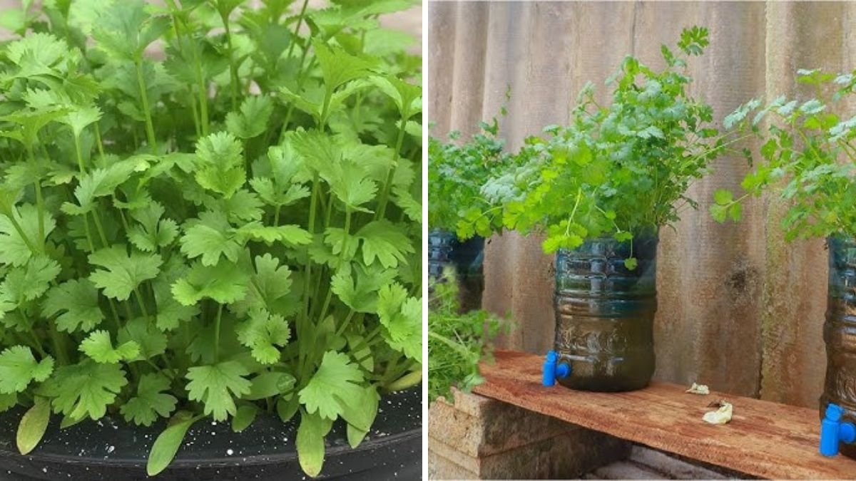 Unique Coriander Cultivation in Tub: Grow Fresh Coriander at Home Easily