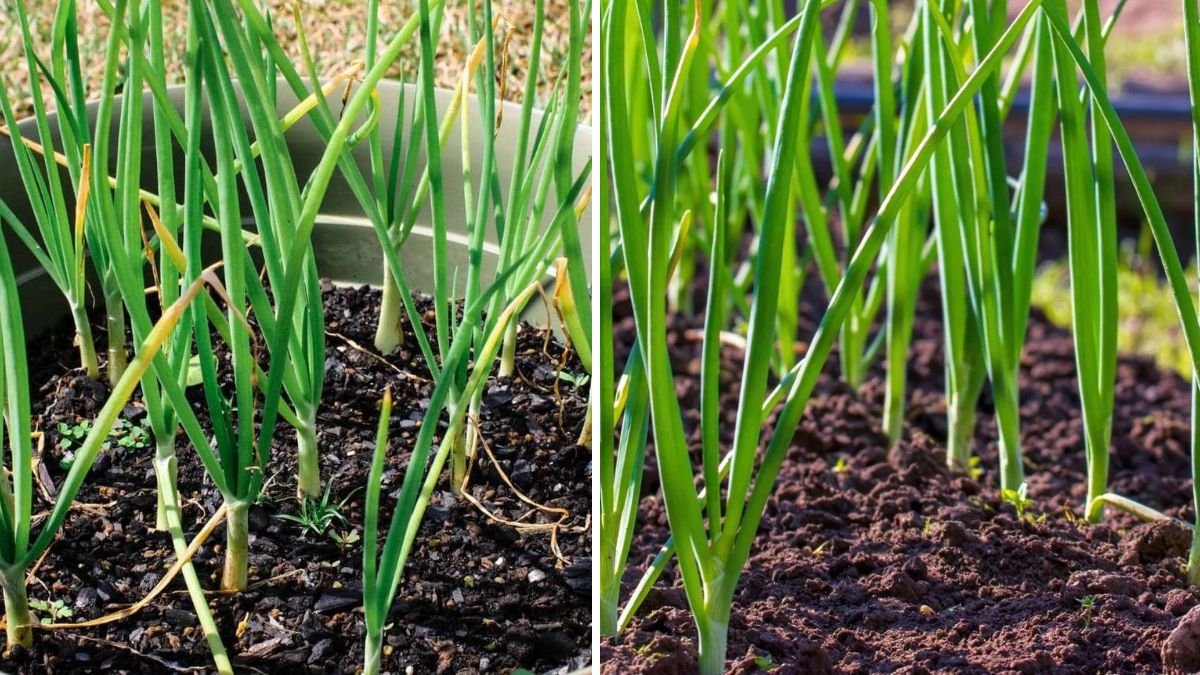 Grow Healthy Onion Leaves at Home: Complete Planting & Farming Guide