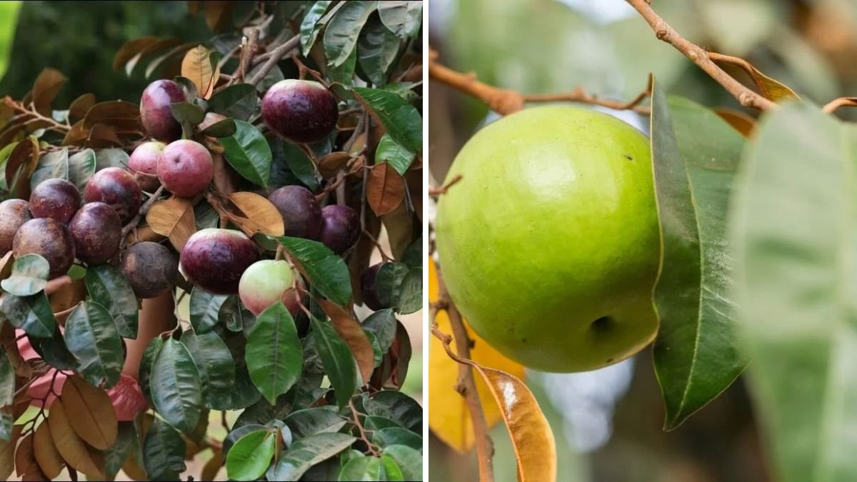 Unlock the Secret: How to Propagate Mil Fruit and Boost Your Harvest