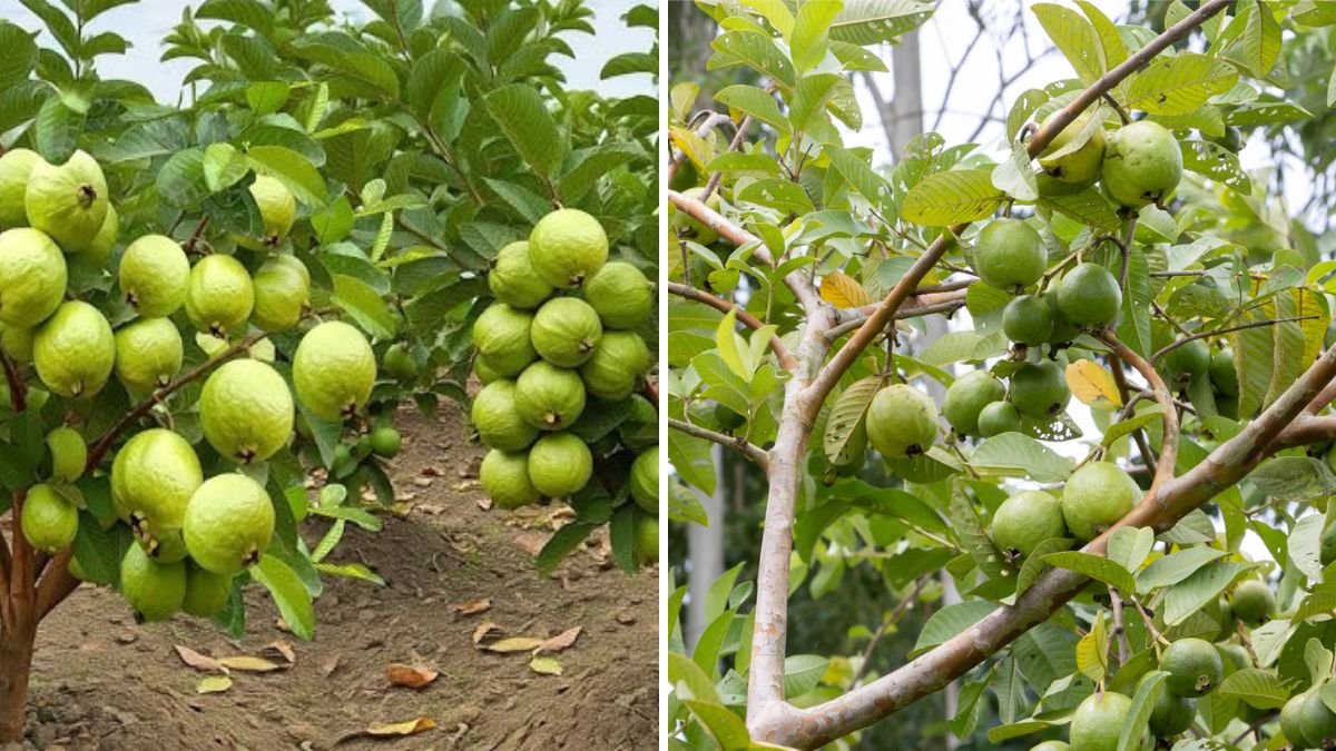 Revolutionize Your Orchard: A New Technique for Grafting Guava