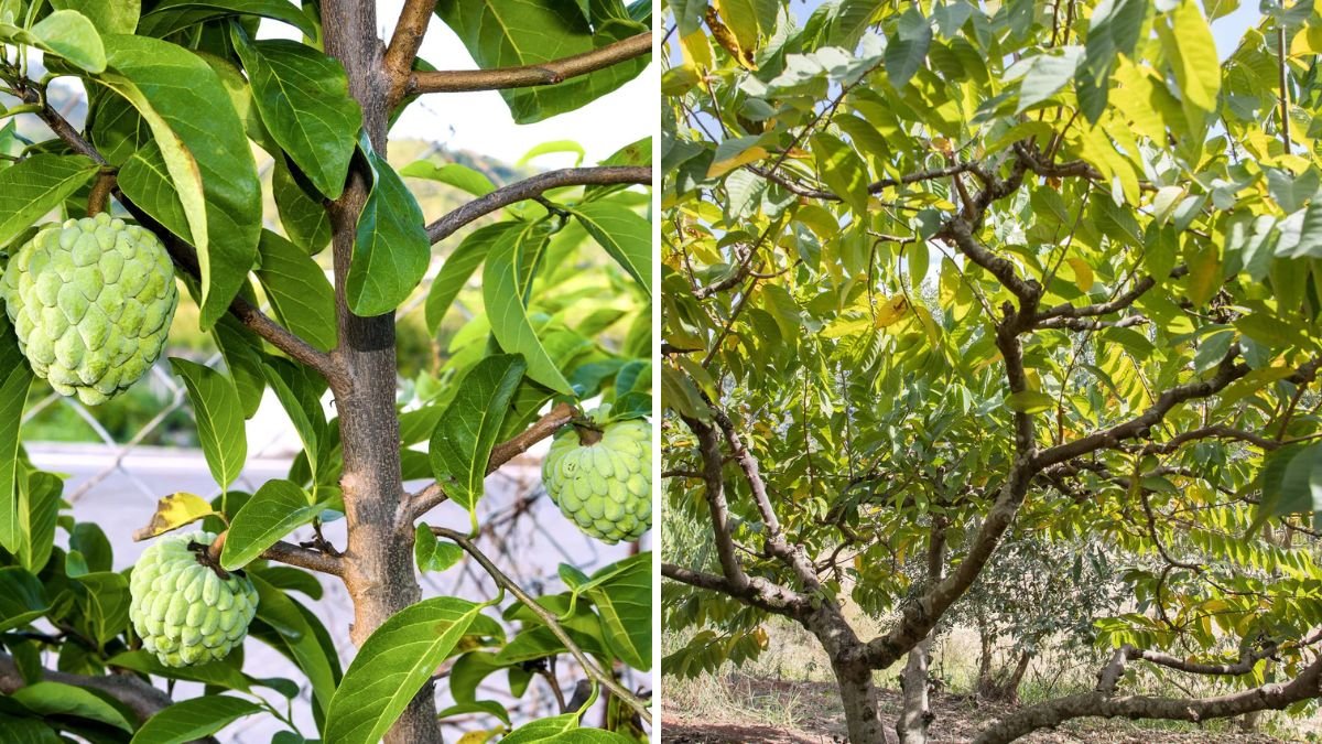 Grow Your Own Sweet Harvest: How to Propagate Sweetsop Trees for Maximum Fruit