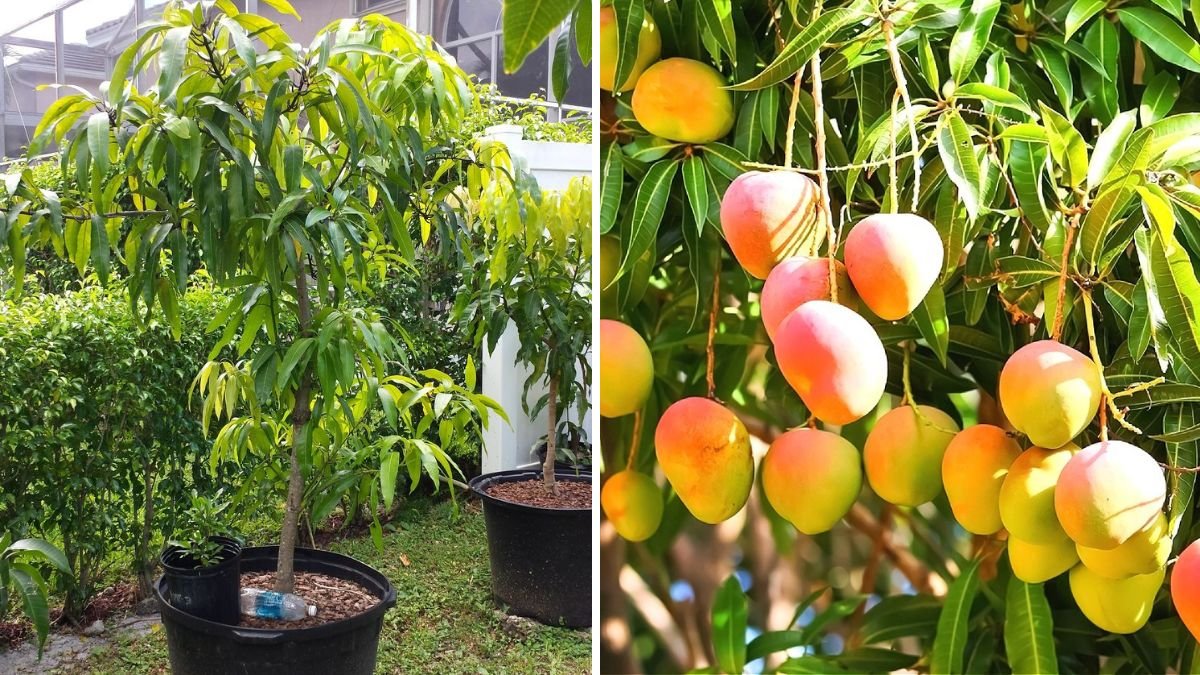 Master the Art of Mango Propagation: How to Grow Mango Trees from Ripe Fruits