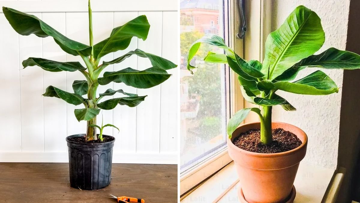 Grow Your Own Banana Orchard: How to Grow Banana Trees from Banana Fruit