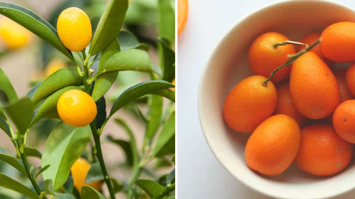 Did You Ever See a Purple Kumquat Like This? Discover the Rare, Vibrant Citrus Everyone’s Talking About!