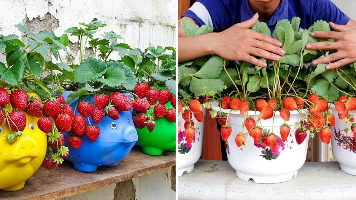How to Grow Strawberries on Your Balcony, Garden, or Windowsill – A Complete Guide for Beginners