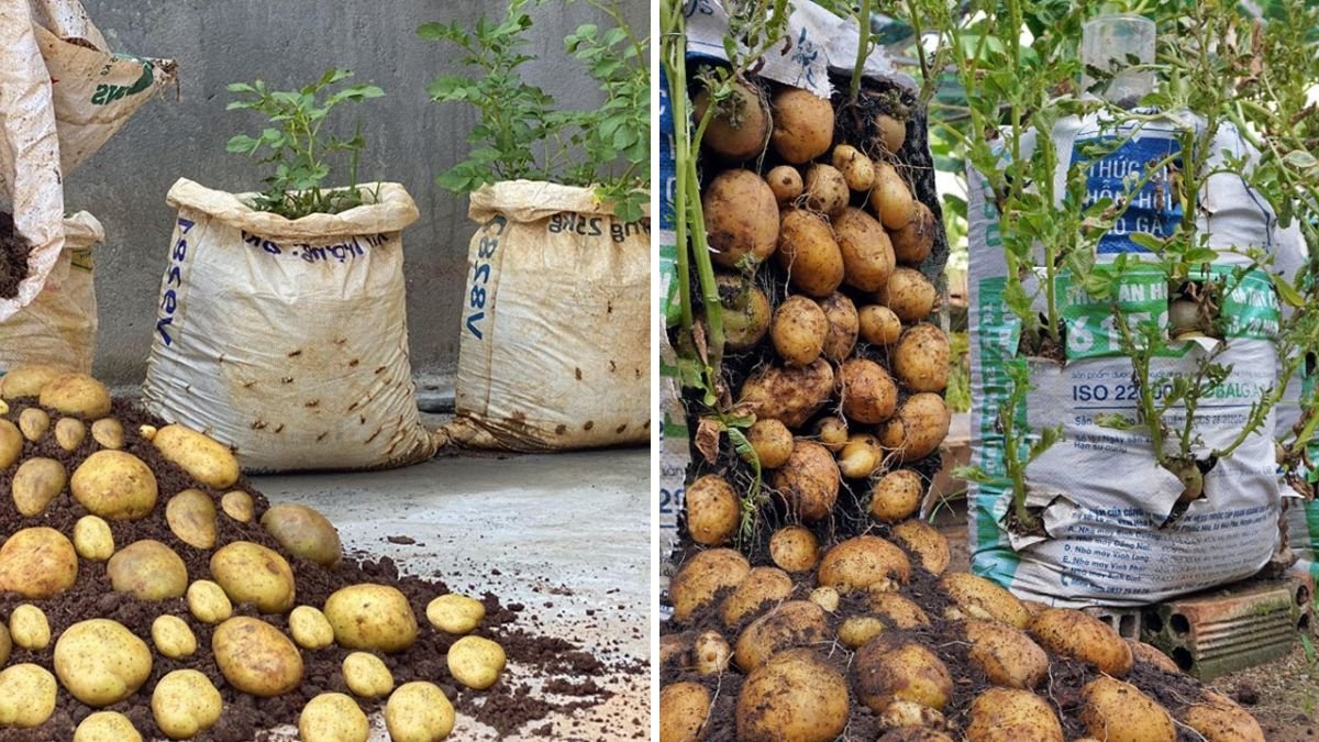 How to Grow Potatoes in Bags: Easy, Space-Saving Tips for a Bountiful Harvest