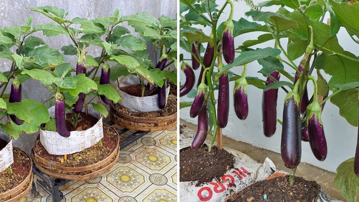 Grow Eggplants at Home: A Complete Guide for Beginners and Urban Gardeners