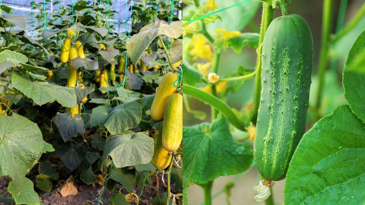 Picking Cucumbers Too Early Will Prevent the Plant from Growing – The Truth Every Gardener Must Know