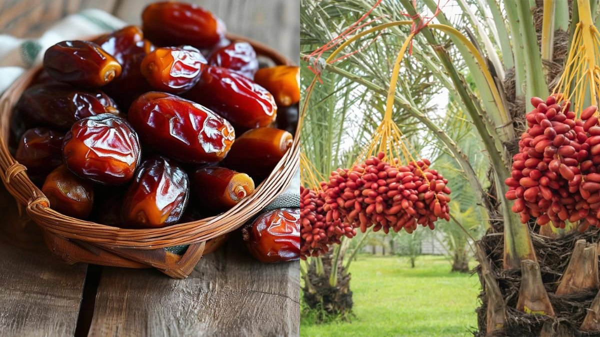 How to Grow Dates at Home | Creative Explained Step-by-Step Guide