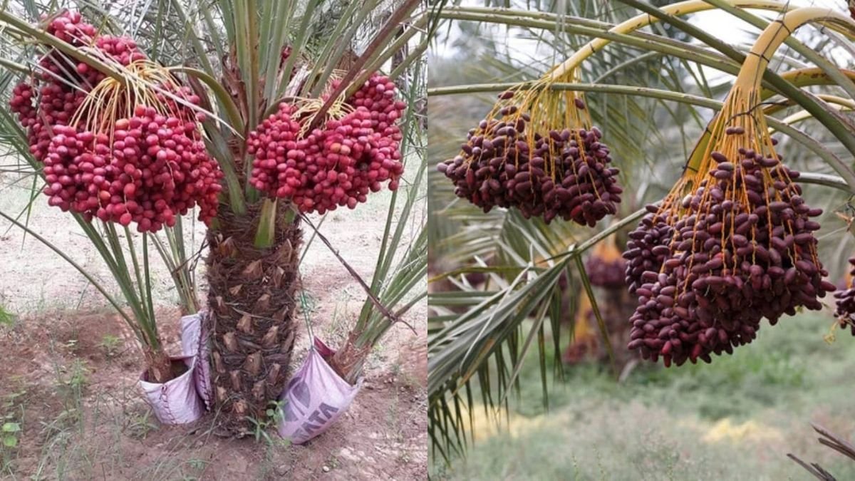 How to Grow a Date Palm from Seed at Home | Complete Tree Plant Guide