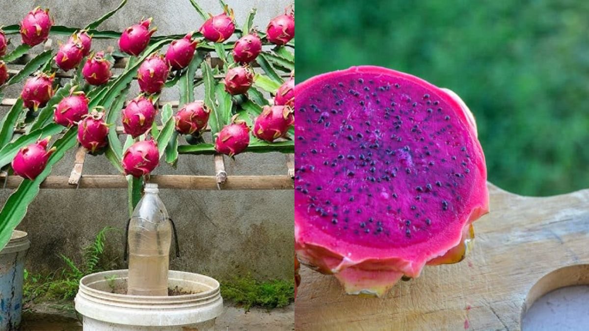 Easy Dragon Fruit Plant Cuttings – Grow Your Own Fast, Healthy Dragon Fruit at Home