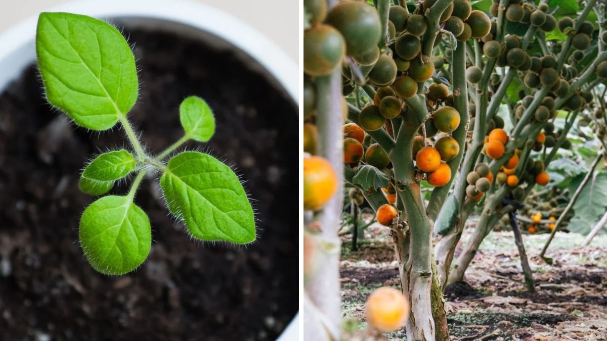 How Can I Grow Lulo at Home? Complete Naranjilla Growing Guide for Beginners