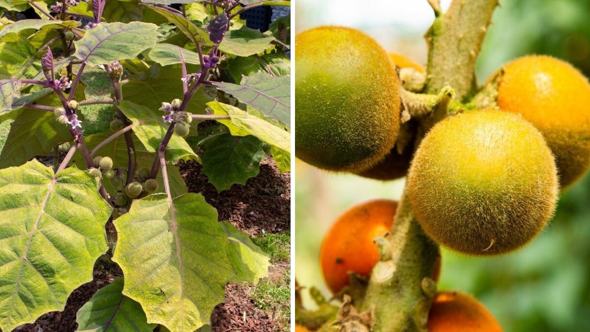 First Ever Flower Opens on My Lulo (Naranjilla) – Complete Guide from Bloom to Fruit
