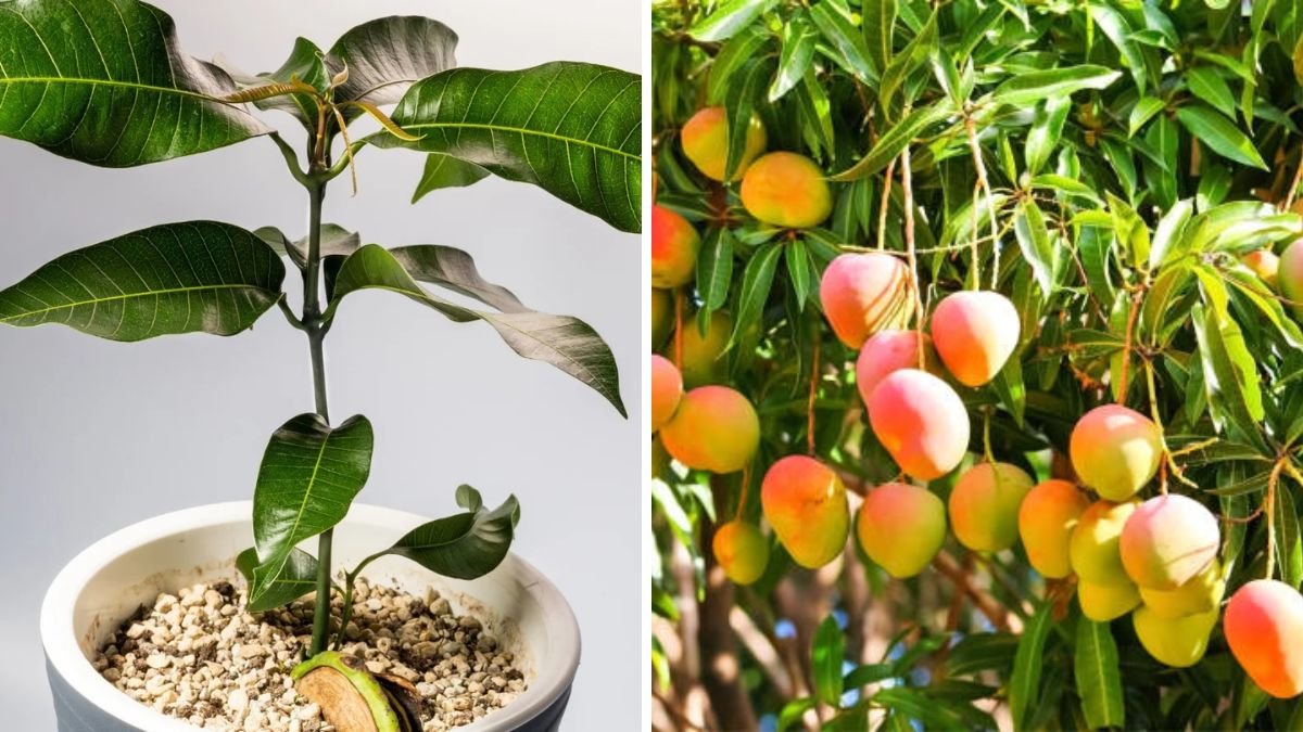 How to Plant a Mango Tree for FREE – The Mango Seed Trick for Fast Growing