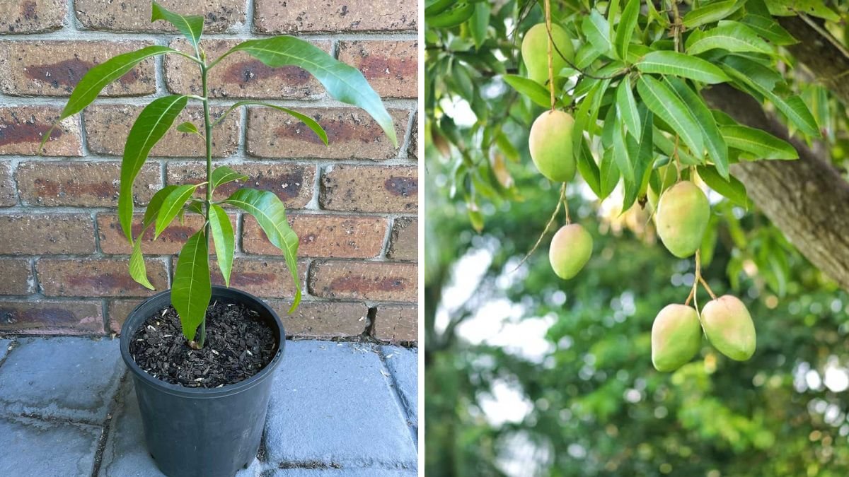 How to Grow a Mango Tree from Seed in 6 Weeks – Easy Method with Time Lapse Growth