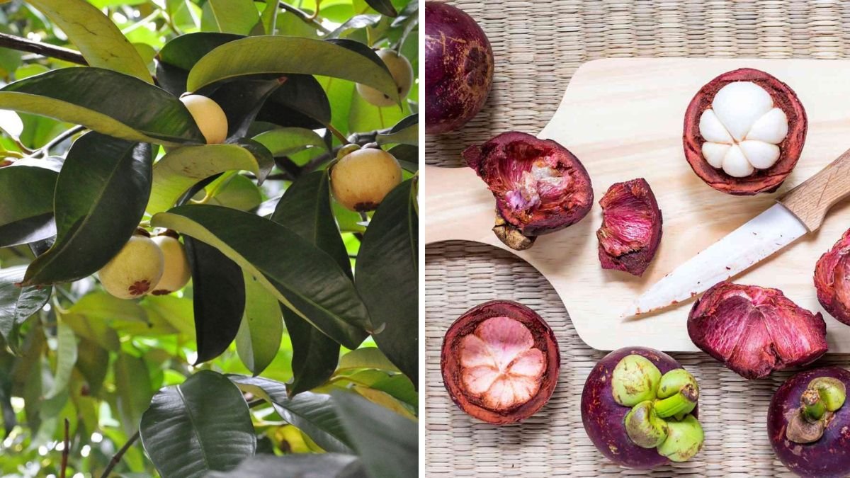 How to Grow Mangosteen – Simple and Effective Growing Tips for Home Gardeners