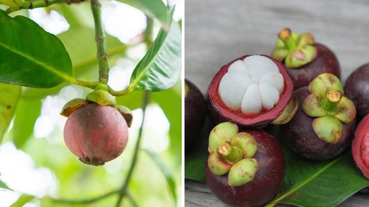 How to Grow Mangosteen Seeds – Step-by-Step Guide for Beginners (English)