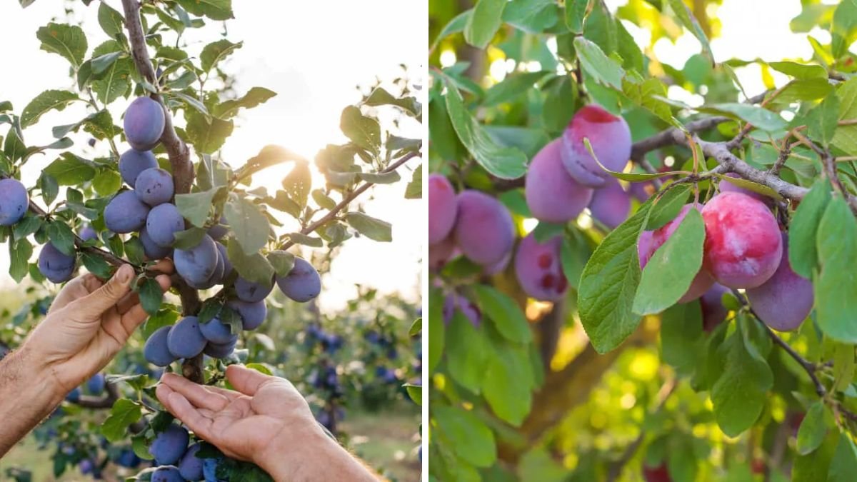 How to Grow a Plum Tree at Home – Creative Explained Step-by-Step Guide
