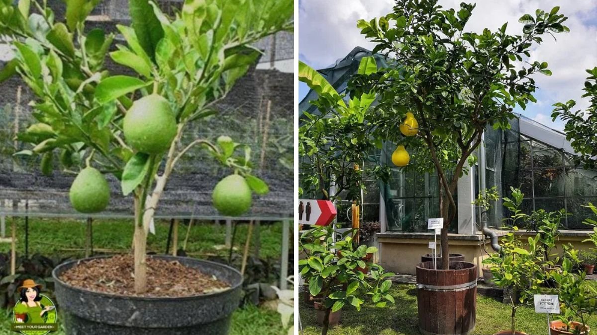 How to Grow Pomelo Plant at Home – Complete Step-by-Step Guide for Beginners