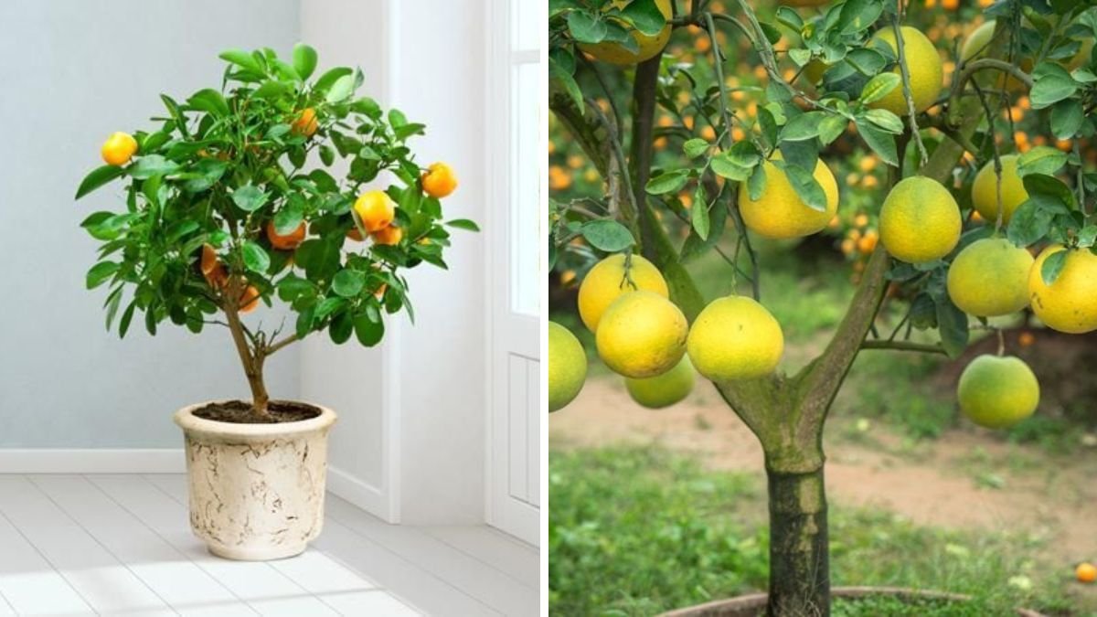Creative Container Planting Technique Makes Pomelo Tree Transplantation to Yard or Villa Easy